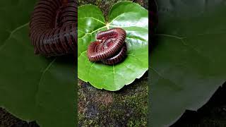 Millipedes on leaf🍁 arthropods millipede scary shorts [upl. by Ariam]