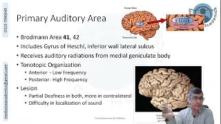 Temporal Lobe Functional Areas [upl. by Riane]