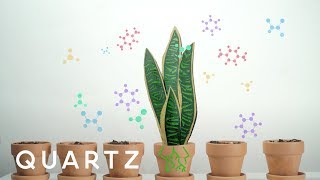 A NASA study explains how to purify air with house plants [upl. by Eelano]