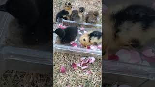 Day 3 early morning rose petal bath for the ducklings garden ducklings cayuga magpie duck [upl. by Eanil]