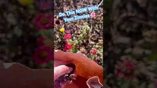 HOW TO SAVE ZINNIA SEEDS DO THIS NOW [upl. by Wilhelm]