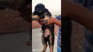 German shepherd puppies for sale [upl. by Harrad]