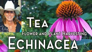 Echinacea Tea – Harvesting Echinacea for Tea [upl. by Waddington]