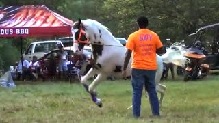 BEST LOOKING STUD CONTEST at Knee Deep Stables Trail Ride [upl. by Tala]