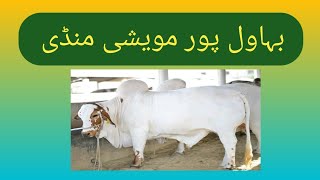 Bahawalpur Cow Mandi Cholistani Mandi Nukre Gulabi Ablk Bachre Bachri  Asad Mughal AJ 2O24 [upl. by Ardnatal]