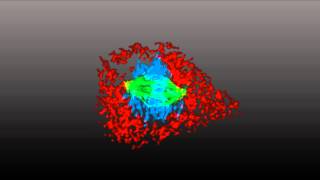 ZEISS ApoTome2 with Axiocam 506 African Green Monkey Kidney BSC1 Cells [upl. by Curnin]