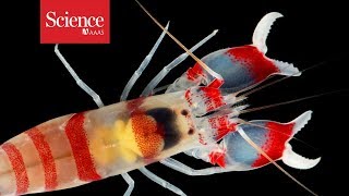 How do ultrafast snapping shrimp close their claws so quickly [upl. by Ahsemik]