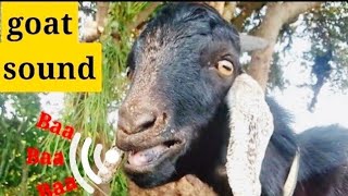 Goat sound effects  Goat screaming 10 hours  Goat sound baa baa  Goat crying Baa Baa Baa Baa [upl. by Heng]