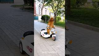 Dog Drive Scooter In School 🏫🎒youtubeshorts ytshorts factshorts facts factsvideo shortvideo [upl. by Jordanson]