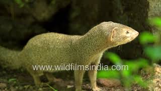 Neola or Indian Grey Mongoose Northern Palm Squirrel Common Myna  Wildlife in Delhi public parks [upl. by Piper18]