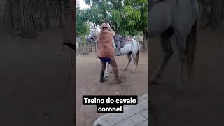 meu cavalo de pega de boi no mato [upl. by Lemor]