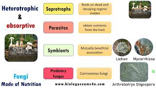 Mode of Nutrition in Fungi Saprophytic Parasitic Symbiotic and Predatory biologyexams4u fungi [upl. by Niwrad]