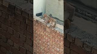 Sab shaadi mein zaroor aana😁😄monkyefunnycomedyshortvideoviral😁😄 [upl. by Shem]