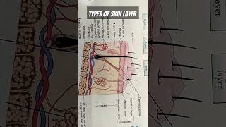 Skin layers part1biologyskincareskinlaseranatomysimplifiedepidermisbiologymadeeasyviralshort [upl. by Ardy]