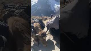 YAK YAK YAK  himalayas hindi viralvideo viralvideo vlog nepal automobile times [upl. by Wettam]