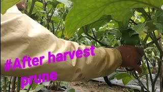 How to prune eggplantafter harvests eggplant prune complete guide [upl. by Aisatnaf]