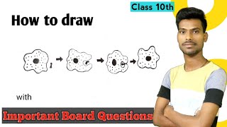 How to draw nutrition in Amoeba diagramimportant board questions for class 10th [upl. by Jaquenetta]