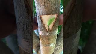 Guava and mango tree grafting​ [upl. by Brigg]