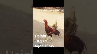 For sale cost 5500 roosters trending hen shorts [upl. by Ynnod]