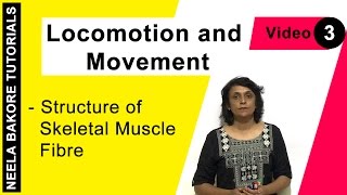 Locomotion and Movement  NEET  Structure of Skeletal Muscle  Neela Bakore Tutorials [upl. by Ahsi281]