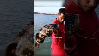 Grouper Fish Fishing in River Mouth fishingislife grouperfish fishingtecnique fish fishing [upl. by Geoff]