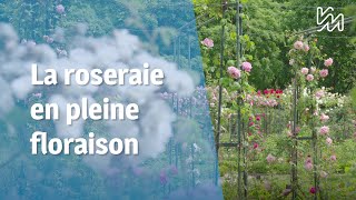 La Roseraie départementale du ValdeMarne en pleine floraison [upl. by Aid]