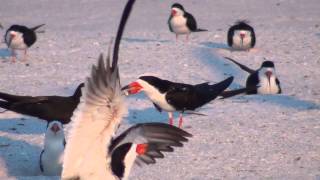 Black Skimmers Mating Habits [upl. by Swihart]