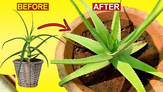 3 SECRETS TO GROW THICK amp FLESHY ALOE VERA LEAVES  Aloe Vera Plant Hacks [upl. by Millur]