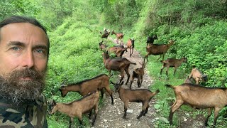 1 Ho abbandonato la città e sono andato a vivere in montagna  Pastorizia a semi brado [upl. by Eidas]