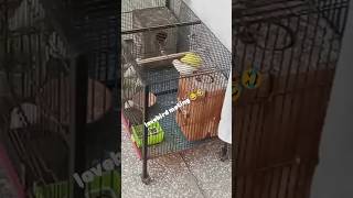 Love bird crossing mating birds youtubeshorts foryou lovebirds parrot shorts shotsvideo [upl. by Pirozzo]