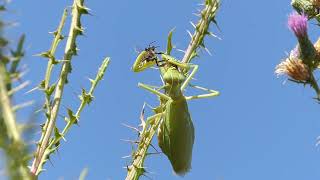 13 09 24 Rizomylos Aighialeia  GreeceMantis regiliosa [upl. by Ahidam185]