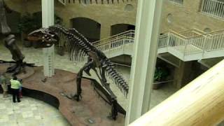 Argentinosaurus Dinosaur Skeleton Part 1  Fernbank Museum Atlanta [upl. by Nylatsyrc668]