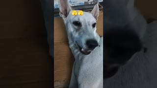 Sote sote khana khane ki Ninja technicdog funny funnydoglover pets 😁😁 [upl. by Arza]