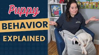 Canine Body Language  Puppy Behaviors Explained [upl. by Amak]