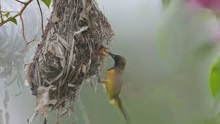 May 18 2024 Sunbird nest at Sungai Api Api [upl. by Atinel]