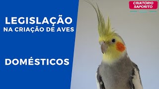 LEGISLAÇÃO NA CRIAÇÃO DE AVES  DOMÉSTICOS [upl. by Anaehs]