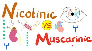 Nicotinic vs Muscarinic Receptors [upl. by Ellehcer]