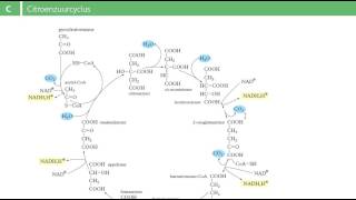 Binas tabel 68C  citroenzuurcyclus [upl. by Maggi]