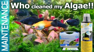 Black Molly and Platies for algae control Algae eater Ammonia and Aquarium algae control Part 2 [upl. by Ogait]