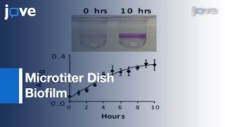 Microtiter Dish Biofilm [upl. by Scribner]