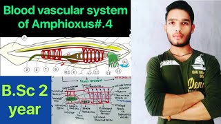 Blood vascular system of Amphioxus Circulatory system of Amphioxus  BSc 3rd Year Zoology 5th Sem [upl. by Evelinn]