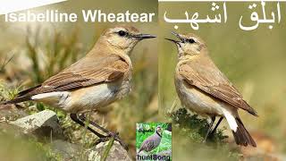 صوت ابلق اشهب صحراوي مهاجر song call isabelline wheatear [upl. by Skippy]