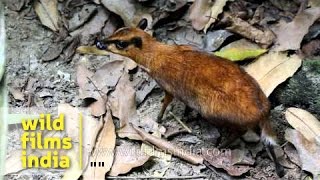 Java Mouse Deer or Tragulus Javanicus [upl. by Nylynnej]