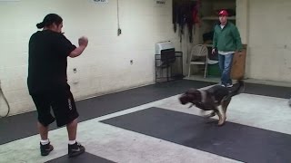 Dog Attack Training on Command with no Equipment K91com [upl. by Aranaj720]