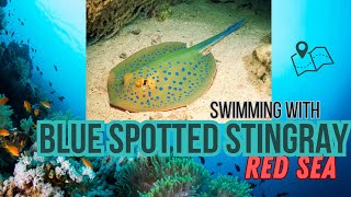 Rare Amazing Few Minutes Scuba Diving with Blue Spotted Stingray seacreatures undersea RedSea [upl. by Anatsirhc]