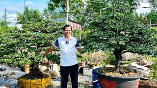 Tường Long 68 0965443636 bán cây cảnh bonsai Kiều Hùng Nguyệt Quế Chiếu Thủy Tùng KC Linh Sam [upl. by Ydarb538]