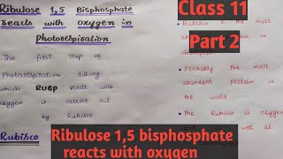 Ribulose 15 bisphosphatepart 2Class 11Chapter 13easy discussion [upl. by Goodkin378]