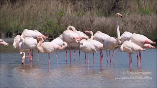 Greater Flamingo Phoenicopterus roseus [upl. by Mundy]