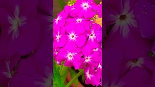 Phlox flowers blooming in three Shades gardening phlox [upl. by Calvano]