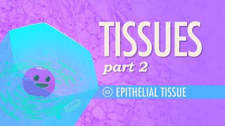 Tissues Part 2  Epithelial Tissue Crash Course Anatomy amp Physiology 3 [upl. by Munro190]